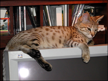 Sandy Spots Savannah Female F2 Kitten at 16 weeks old sleeping in the chair - her grandfather is a spotted African Serval!