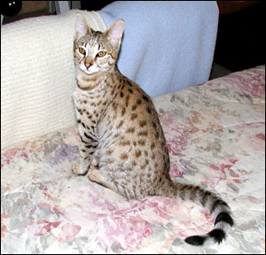 Sandy Spots Savannah Female F2 Kitten at 20 weeks old  - her grandfather is a 40 pound African spotted Serval!