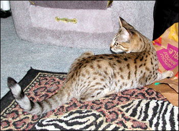 Sandy Spots Savannah Female F2 Kitten at 20 weeks old sleeping in the chair - her grandfather is a spotted African Serval!