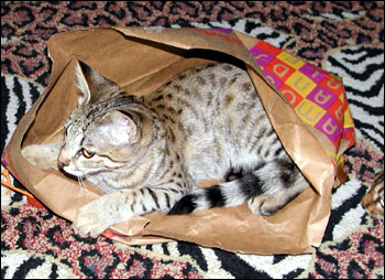 Sandy Spots Savannah Female F2 Kitten at 16 weeks old, eating - her grandfather is a 40 pound African Serval!