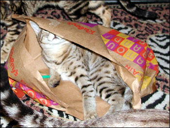 Sandy Spots Savannah Female F2 Kitten at 16 weeks old, eating - her grandfather is a 40 pound African Serval!