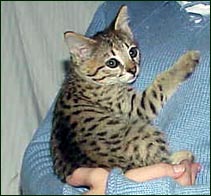 Sandy Spots Savannah Female F2 Kitten at 7 weeks old - her grandfather is an African Serval!