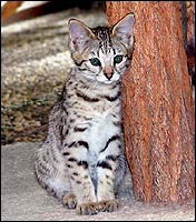 Beautiful breeding queen at Foothill Felines - SelectExotics Sandy Spots of Foothill Felines, an F2 Savannah.  Her grandfather is an African Serval!