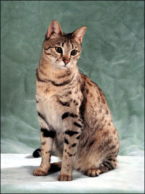 Sandy Spots is a beautiful Savannah female - Savannahs are the largest domestic cat breed currently available, and are still very rare!!