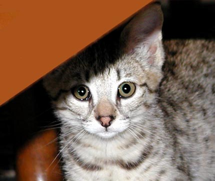 Welcome to Foothill Felines, Bengal and Savannah cattery in California!