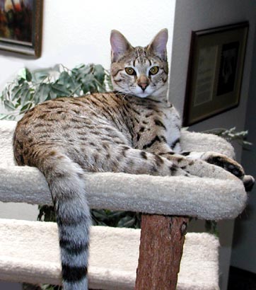 Select Exotics Sandy Spots of Foothill Felines - gorgeous Savannah female kitten!!