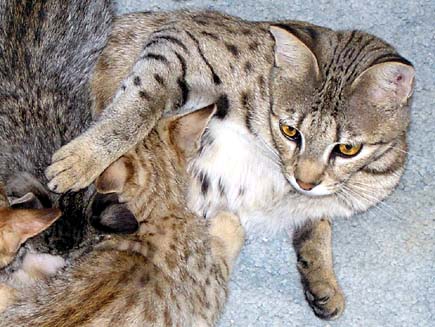 Sandy Spots with one of her 4 sons in her first litter