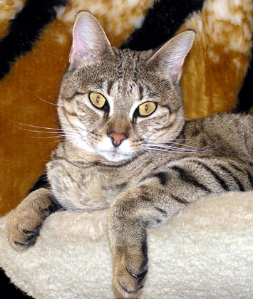 Sandy Spots of Foothill Felines, gorgeous Savannah queen