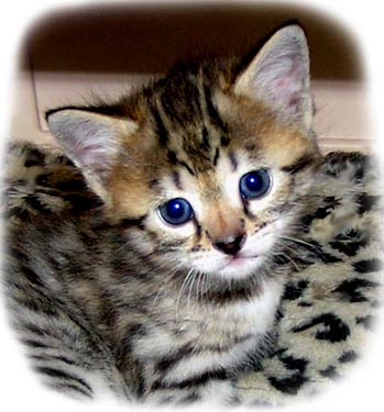 Foothill Felines Smarty Spots as a young Savannah kitten