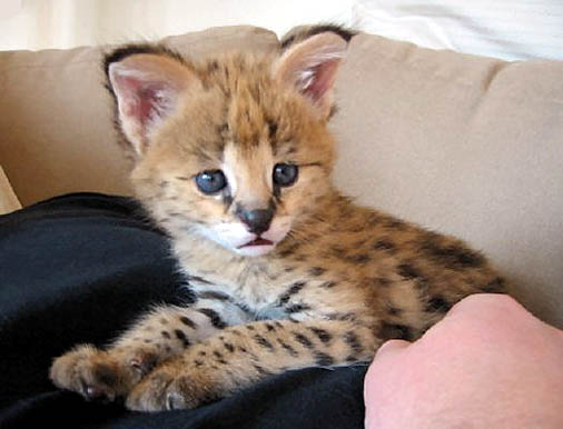 This picture of a baby African Serval cub, the foundation cat of the domestic Savannah hybrid!!