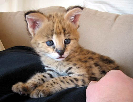 African Serval Kittens