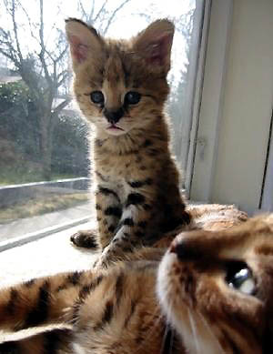 Baby African Serval