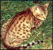 CH Heritage Shiloh of Eraser, a champion and very wild looking spotted Bengal ancestor!!
