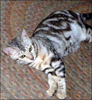 Great Size and Temperament - Marble Silver Bengal Female Breeding Queen at 8 months old!