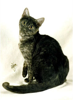 Foothill Felines Sinder Spots, a smoke spotted Savannah female.  Smoke is 
thought to be a variation of the silver color gene.