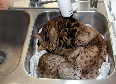 2 Bengal Cats and a Savannah Cat dozing in our kitchen sink and smelling the cooking aromas of Thanksgiving Day...the inspiration for our on-line shopping center we've created for ease of shopping and customer convenience.