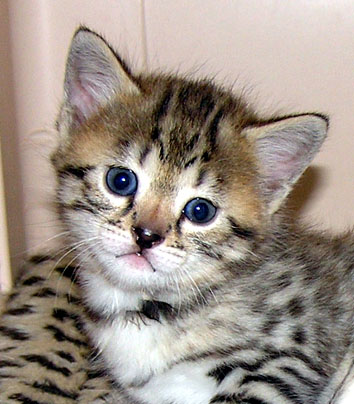 Savannah Kitten Foothill Felines Smarty Spots!