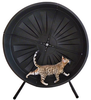 cat wheel toy