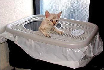 Mochamelo as a kitten using the Clevercat Top Opening Litterbox available here online!