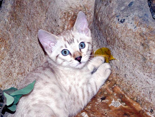Foothill Felines seal lynxpoint blue eyed snow Bengal female kitten playing with a leaf