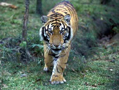 South China Tiger, believed to be the direct descendant of the earliest tigers