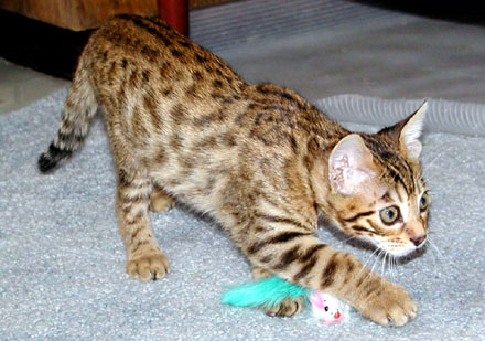 Foothill Felines Miami Spice, son of Foothill Felines Metallica and Junglebook Megan of Foothill Felines, LOVED his teal mousie!!