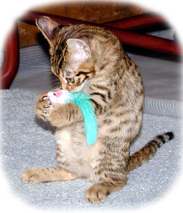 Someday, this handsome kitten will grow up to be the epitome of masculine, powerful, athletic, muscular Bengal males - however, he also happens to be a teddy bear!!