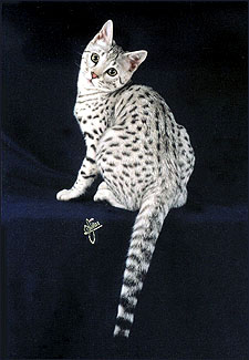 Foothill Felines Spooky Spots, a silver spotted
Savannah female. In order to be a true silver, at least one parent has to be a silver.
