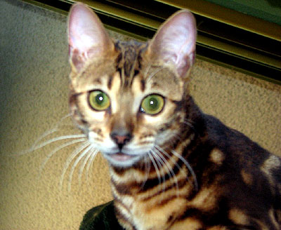 Beautiful marbled SBT Bengal kitten Foothill Felines North Star, daughter of Foothill Felines My 
Storm in a Teacup and Gogees Alpha Omega!