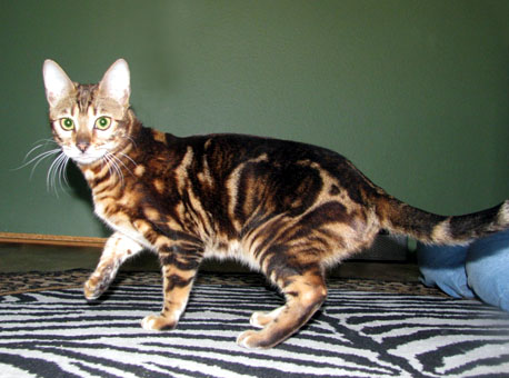 Foothill Felines North Star has a very wild appearance, with black shaded rosetted marbling, glitter, clear coat, and 
plush silky pelt like the Asian leopard cat, rare in an SBT domestic Bengal cat!