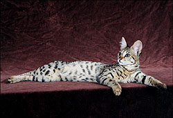 Beautiful Sunny Spots at 7 months - our second Savannah here!! She's a gorgeous F2 foundation Savannah and her grandfather is a full African Serval!!