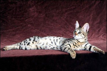 Sunny Spots is a beautiful domestic Savannah female - Savannahs are the largest domestic cat breed currently available, and are still very rare!!