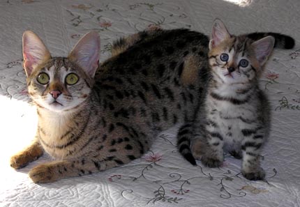 Foothill Felines Scampurr Spots, F3 Savannah show cat and Sunny Spots her F2 Savannah mother