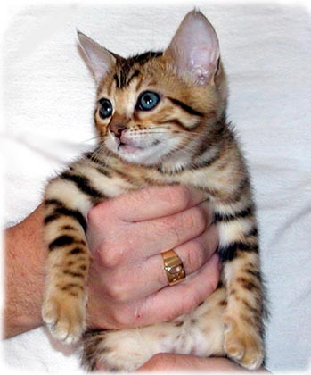 MaiTai is a lovely brown spotted, glittered, rosetted, pelted Bengal female!!