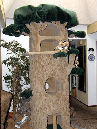 Foothill Felines 10 foot tall super cat tree!