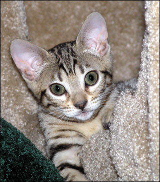 Beautiful spotted SBT Bengal kitten Teacup at 15 weeks old!