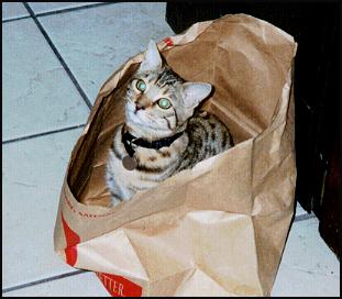 Bag Kitty -- Foothill Felines Thor, spotted SBT Bengal male from Foothill Felines!