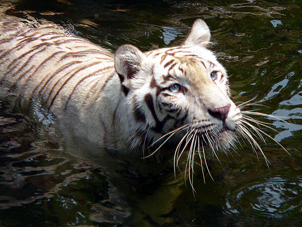The White Tigers are beautiful but are virtually extinct in the wild and desperately need our conservation support and help.