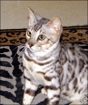 Bengal Cat Profile: Bellagio Totem Of Foothill Felines (a Gorgeous, Top 