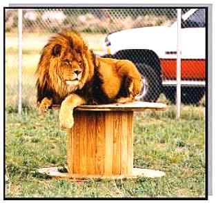 Rocky, rare Cape or Barbary Lion at the Tiger Touch endangered feline sanctuary in Nevada.