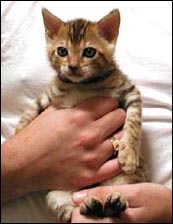 Cute glittered, spotted male Bengal kitten at 3 weeks old!
