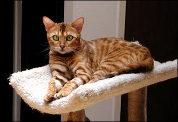 Our lovely new Bengal breeding queen, Starbengal Vida Mia of Foothill Felines!