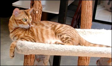 Our lovely new Bengal breeding queen, Starbengal Vida Mia of Foothill Felines!