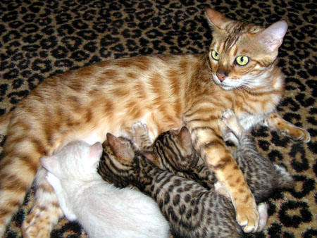 Vida Mia of Foothill Felines with her Bengal kitten litter