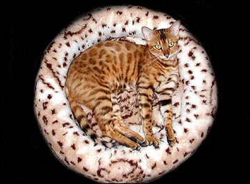 Starbengal Vida Mia of Foothill Felines is a spectacular Bengal - here is her TICA pedigree!