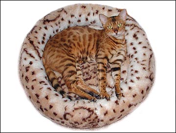 Starbengal Vida Mia of Foothill Felines is a spectacular Bengal - here is her TICA pedigree!