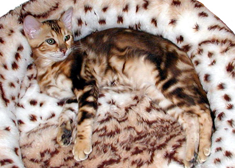 Pregnant bengal hot sale cat