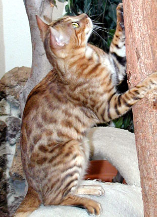 Vida Mia of Foothill Felines climbing her cat tree!