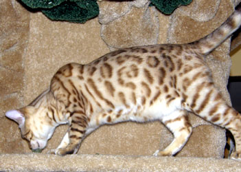 Hampton Yukon of Foothill Felines, a seal mink spotted Bengal male.  
With the Bengal breed, we strive for shading in the spots, called rosetting.