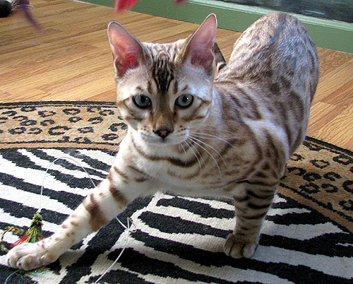 Hampton Yukon of Foothill Felines, at 5 months old, with rosettes galore, glitter, a clear coat, and wild head and profile.